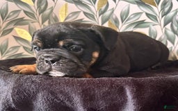 English Bulldog dogs for sale: Isabella - Image 5