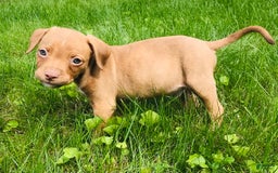 American Staffordshire Terrier dogs for sale: Fiyero - Image 9