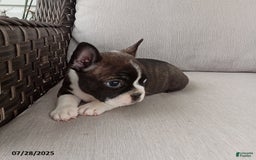 Frenchton dogs for sale: Jenna - Image 1