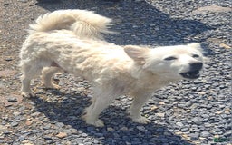 American Eskimo dogs for sale: Layla - Image 4