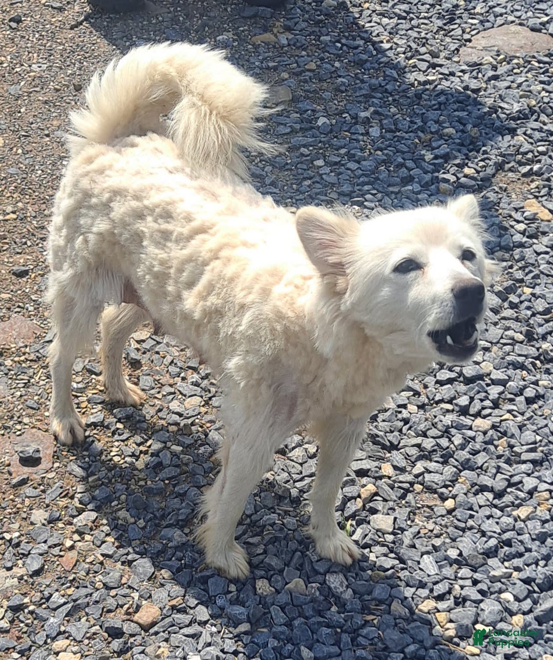 American Eskimo dogs for sale: Layla - Image 4