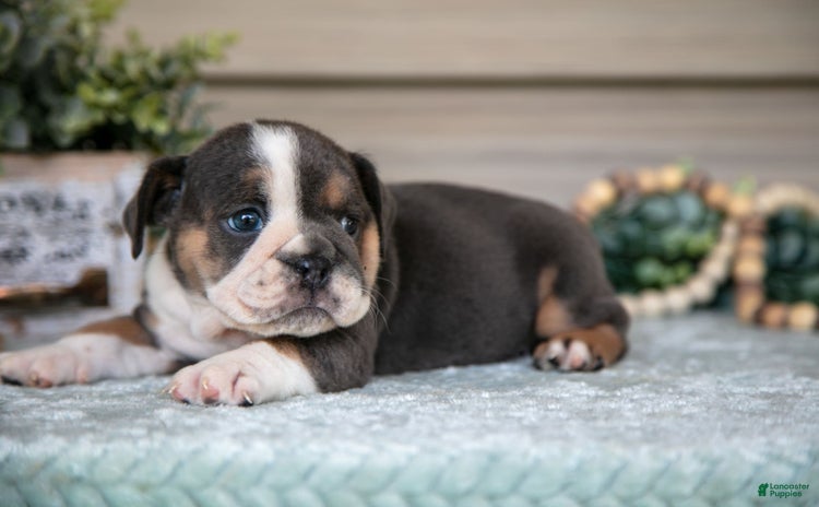 Beabull dogs for sale - Ad 3