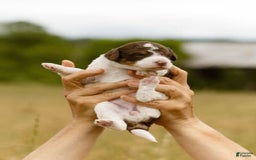 Bernedoodle dogs for sale: Mae - Image 4