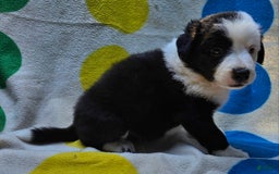 Border Collie dogs for sale: Bear - Image 3