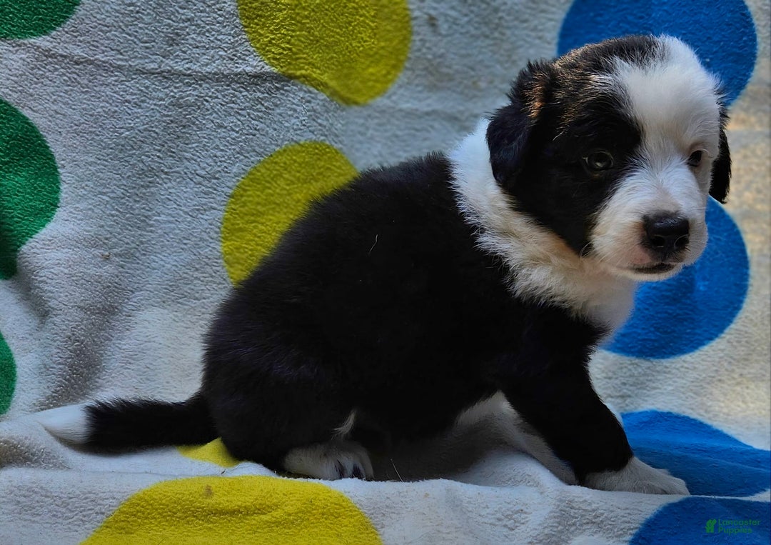 Border Collie dogs for sale: Bear - Image 3