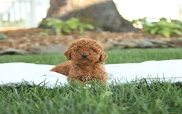 Mini Goldendoodle dogs for sale: Georgia - Image 13