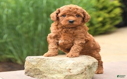 Cockapoo dogs for sale: Melody - Image 5
