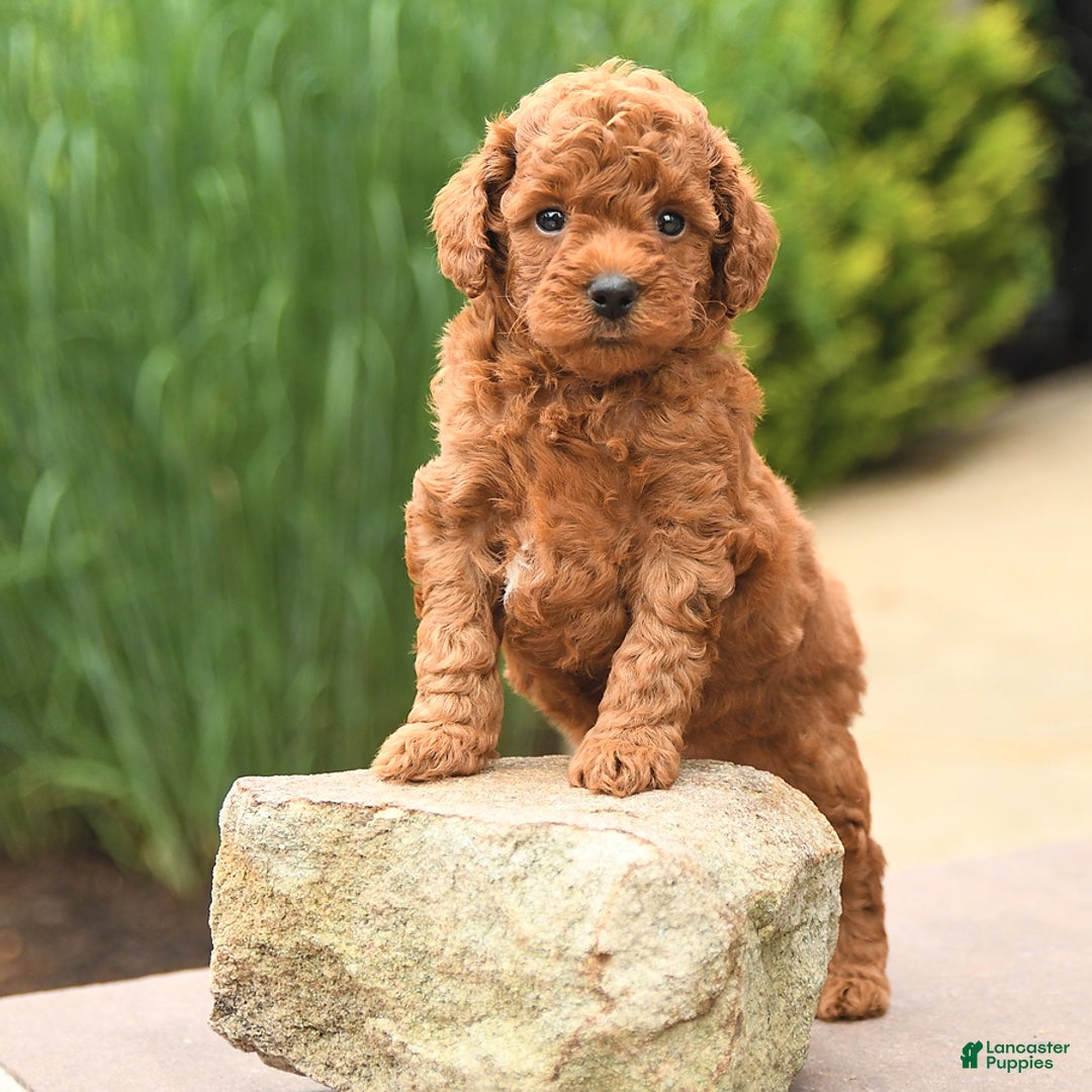 Cockapoo dogs for sale: Melody - Image 5