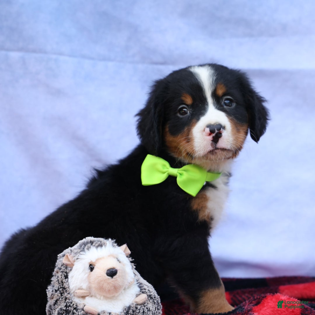 Bernese Mountain Dog dogs for sale: Sonny - Image 2