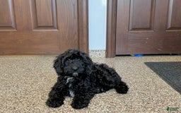 Cockapoo dogs for sale: Benjamin - Image 7