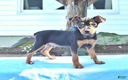 Miniature Pinscher dogs for sale: Dilbert - Image 3