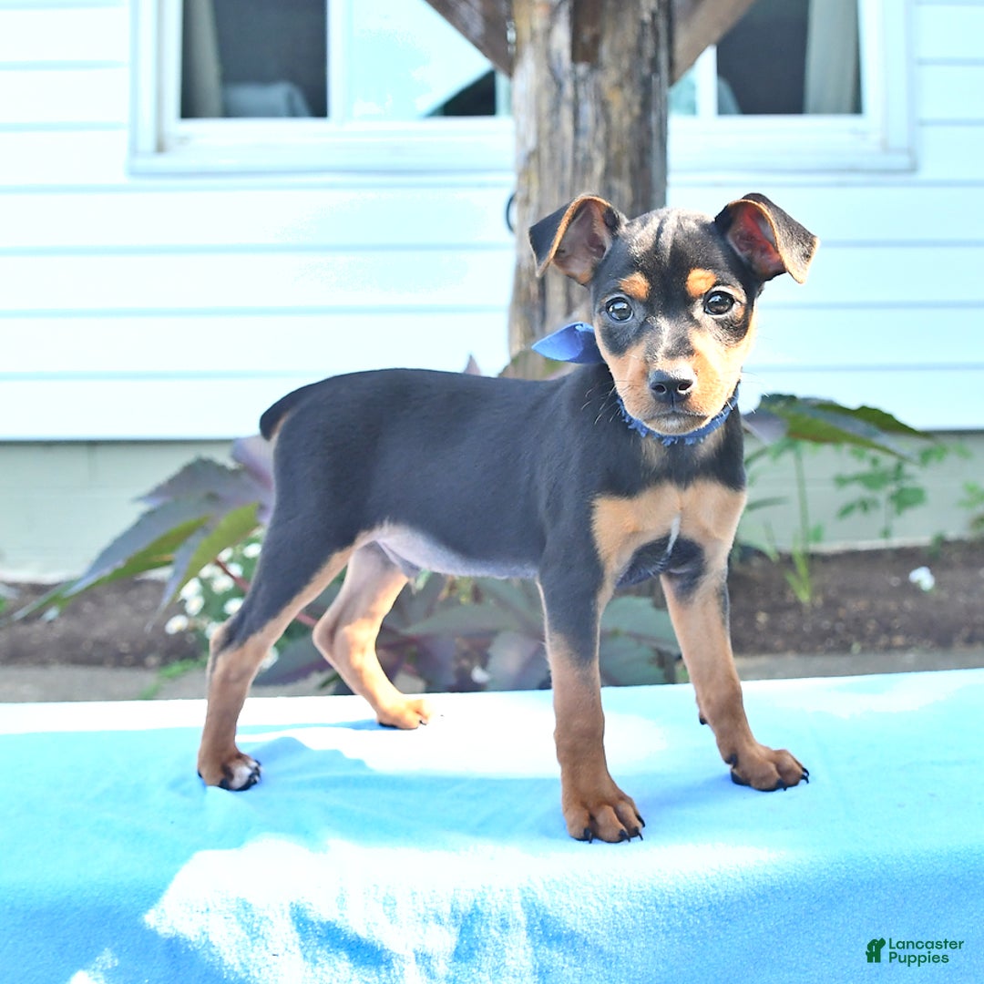 Miniature Pinscher dogs for sale: Dilbert - Image 3
