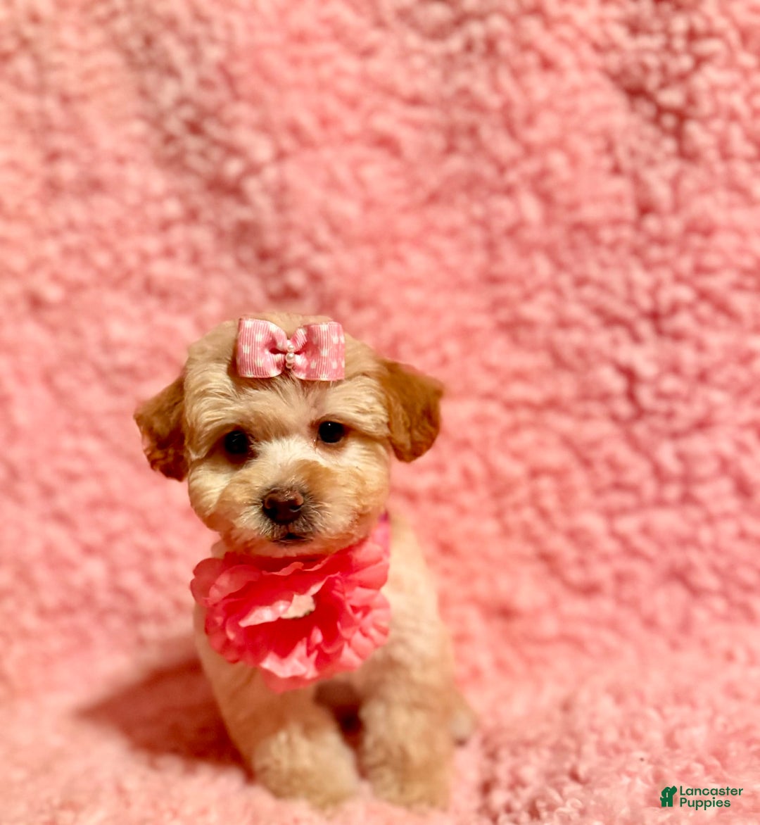 Toy Poodle dogs for sale: Tina - Image 1