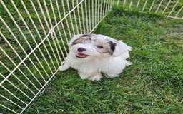Morkie dogs for sale: Hercules - Image 5