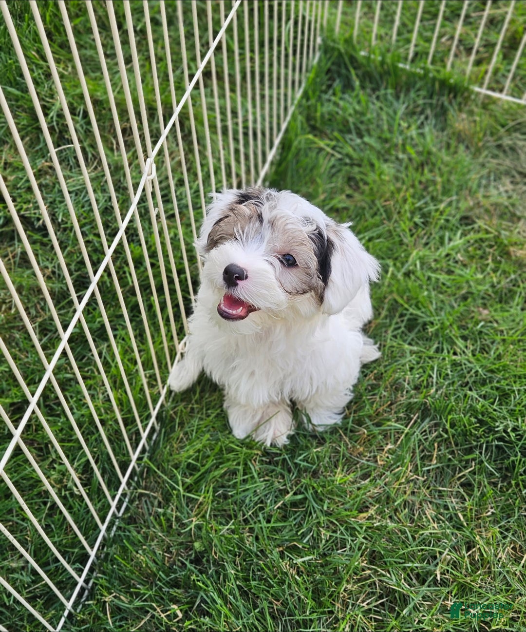 Morkie dogs for sale: Hercules - Image 5