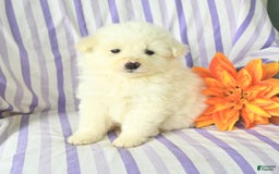 Eskipoo dogs for sale: Marshmallow - Image 1