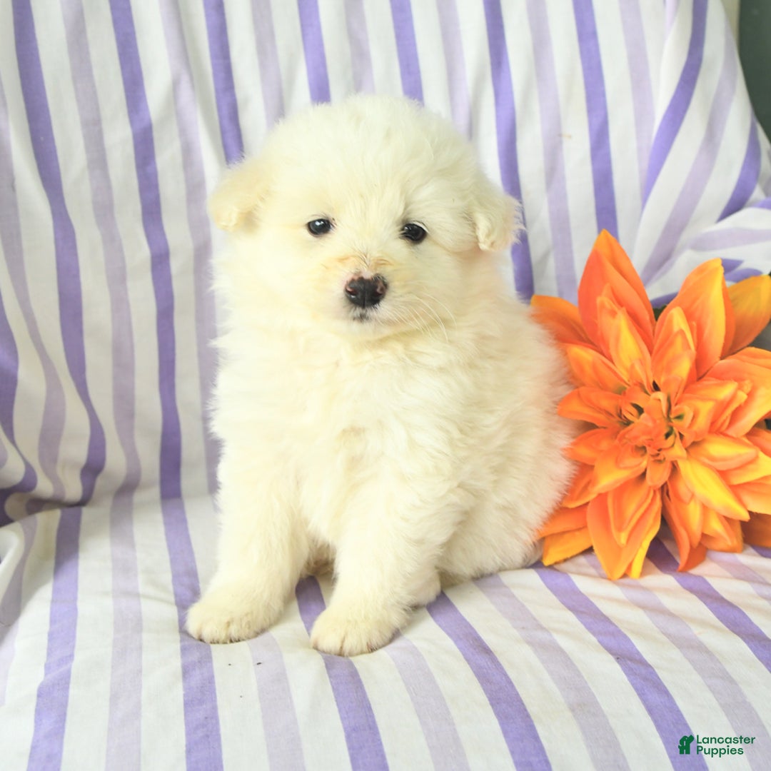 Eskipoo dogs for sale: Marshmallow - Image 1