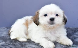 Shih Tzu dogs for sale: Shih Tzu 5 puppies - Image 6