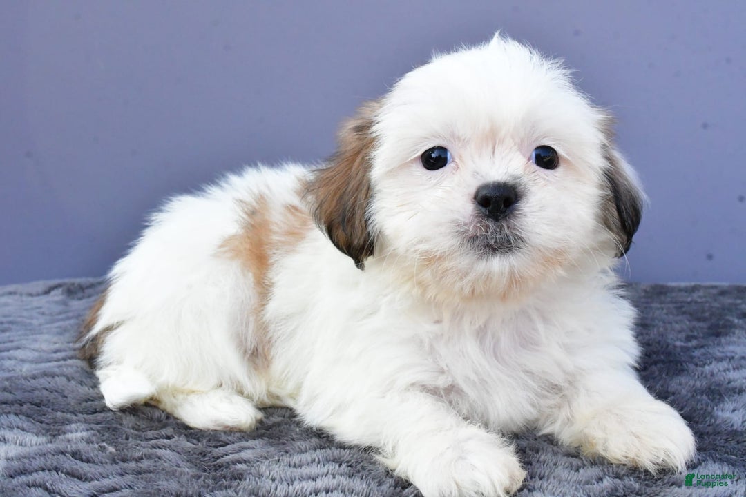 Shih Tzu dogs for sale: Shih Tzu 5 puppies - Image 6