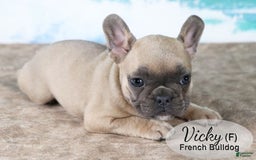 French Bulldog dogs for sale: Vicky - Image 3