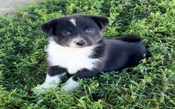 Shiba Inu dogs for sale: Sydney - Image 6