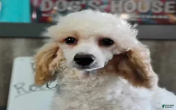 Miniature Poodle dogs for sale: Patty - Image 3