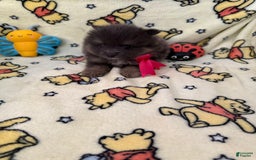 Pomeranian dogs for sale: Bonnie - Image 2