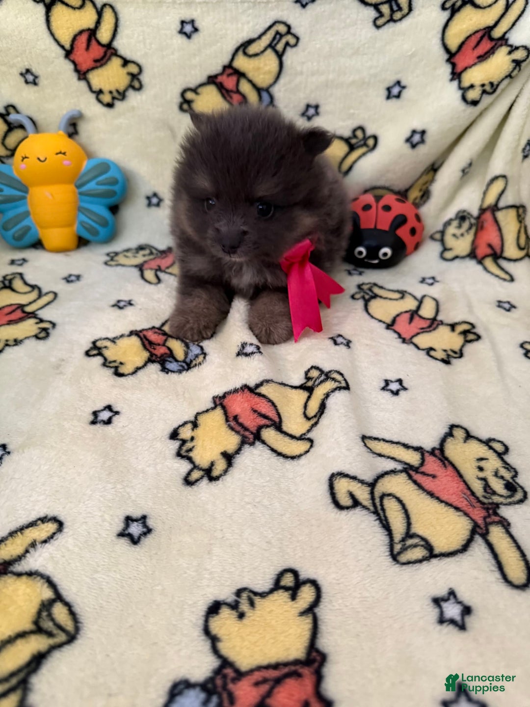Pomeranian dogs for sale: Bonnie - Image 2