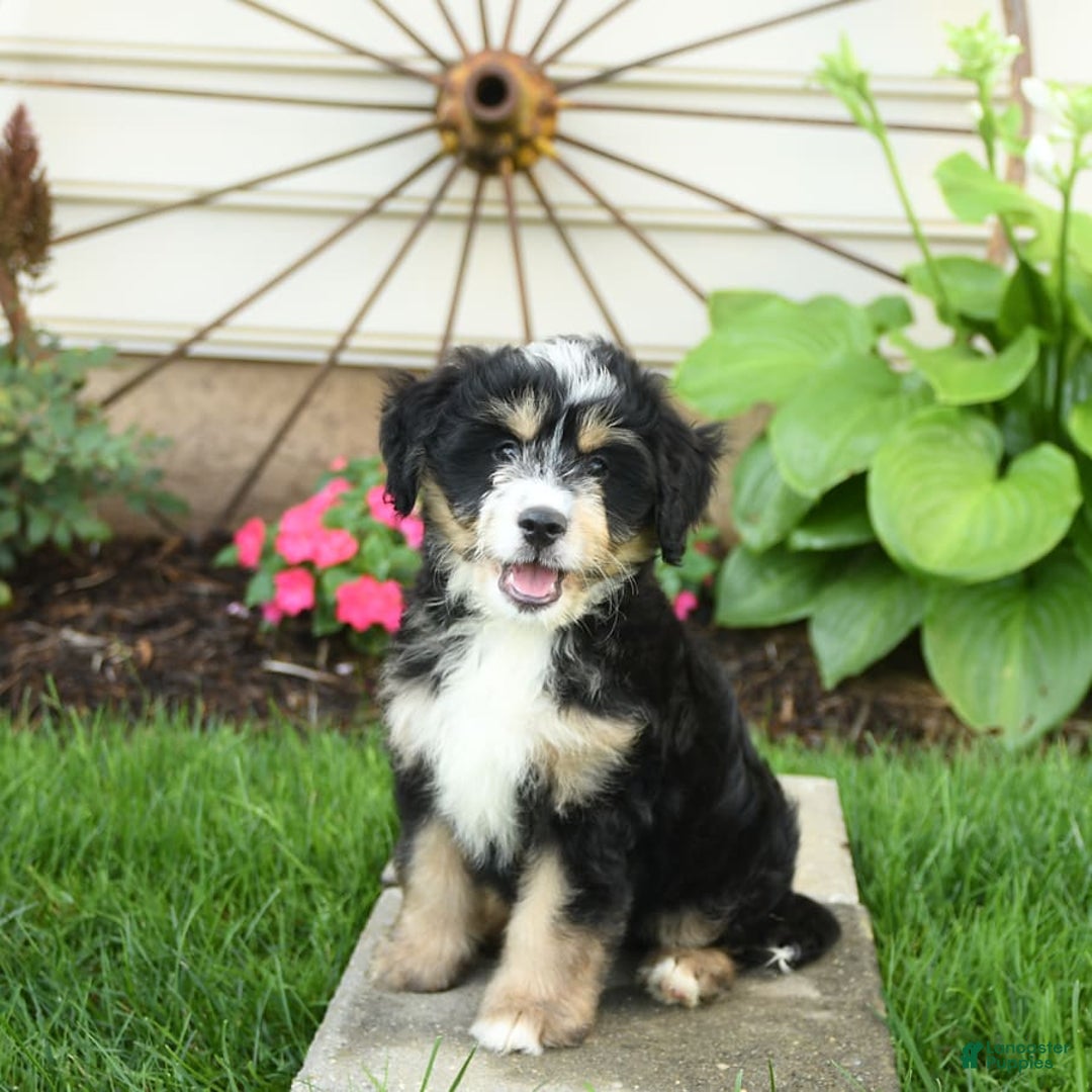 Mini Bernedoodle dogs for sale: Prince - Image 3