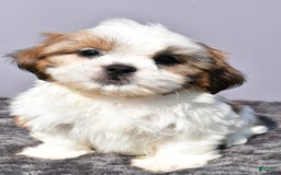Shih Tzu dogs for sale: Udaysah - Image 4
