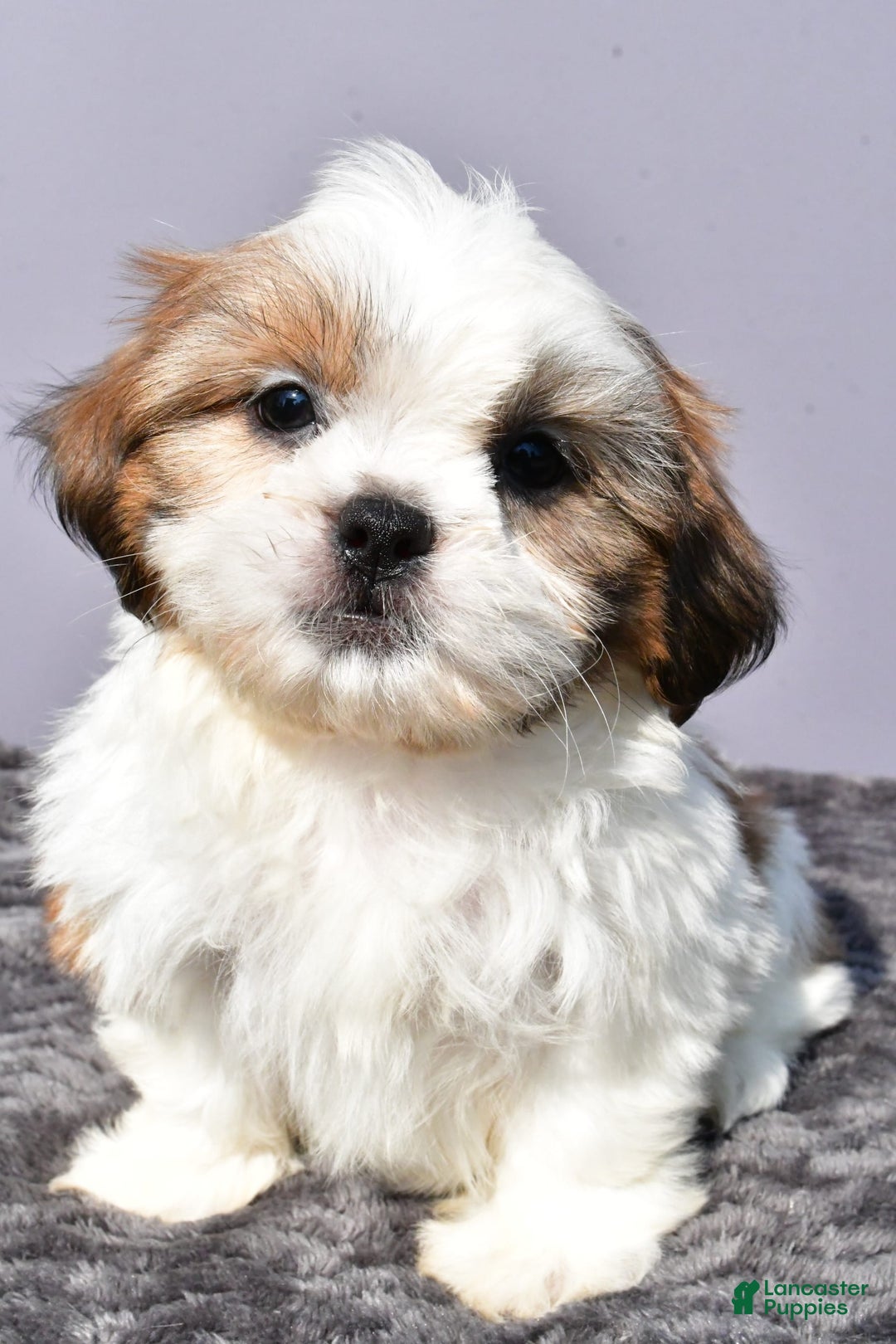 Shih Tzu dogs for sale: Udaysah - Image 4