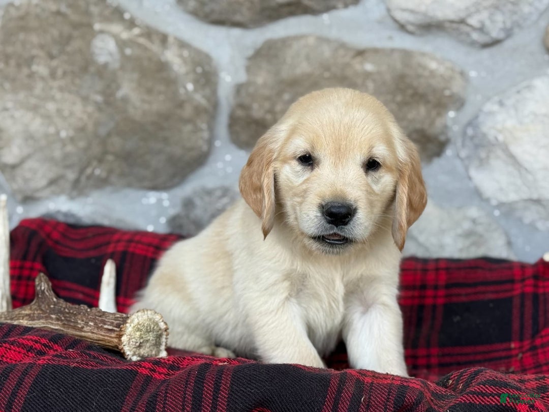 Golden Retriever dogs for sale: Sweetie - Image 4