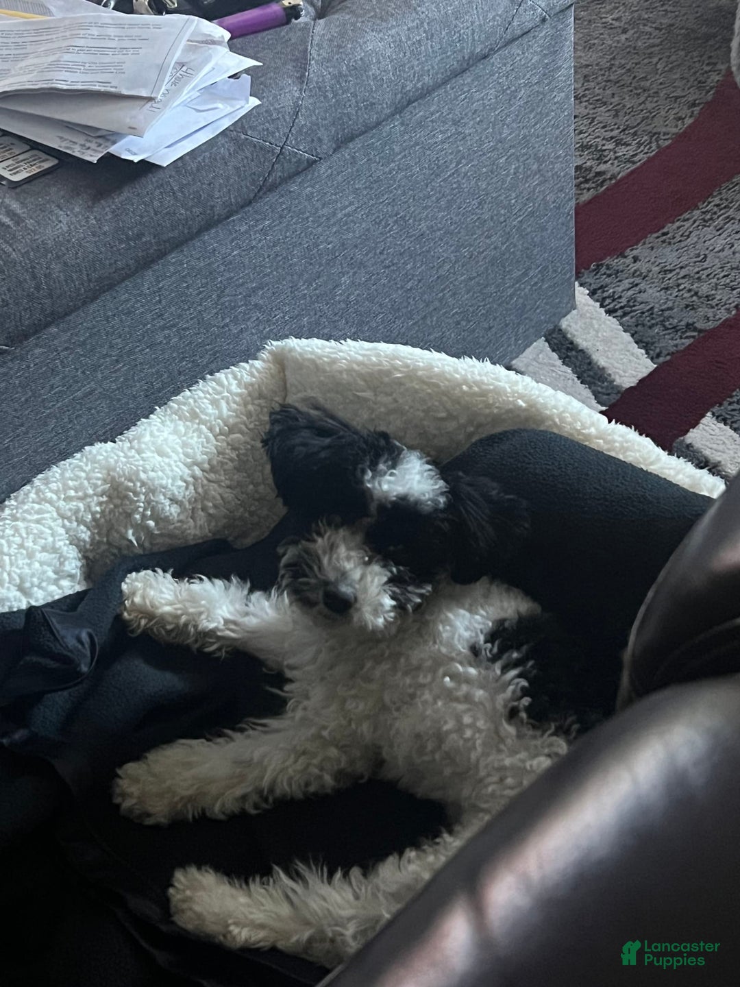 Mini Goldendoodle dogs for sale: Jet - Image 3