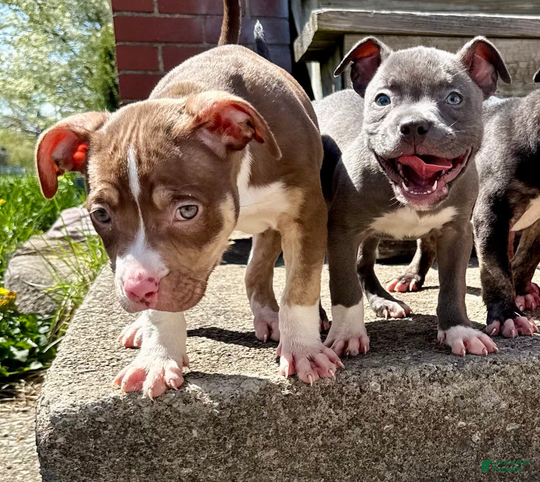 American Bully dogs for sale: Brookie - Image 5