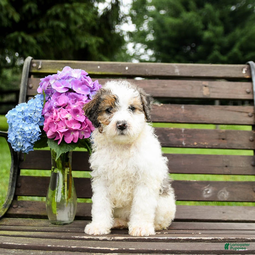 Mini Bernedoodle dogs for sale: Oscar - Image 3