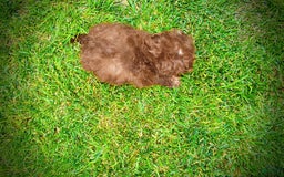 Havapoo dogs for sale: Rosie - Image 10