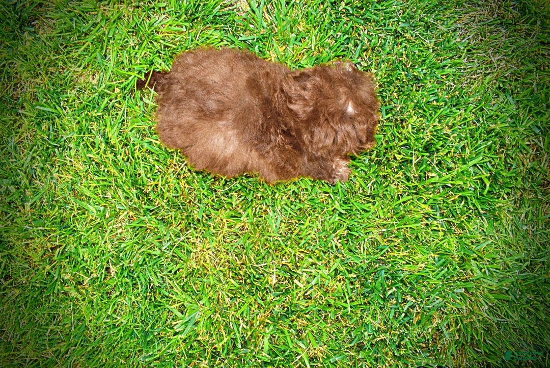 Havapoo dogs for sale: Rosie - Image 10