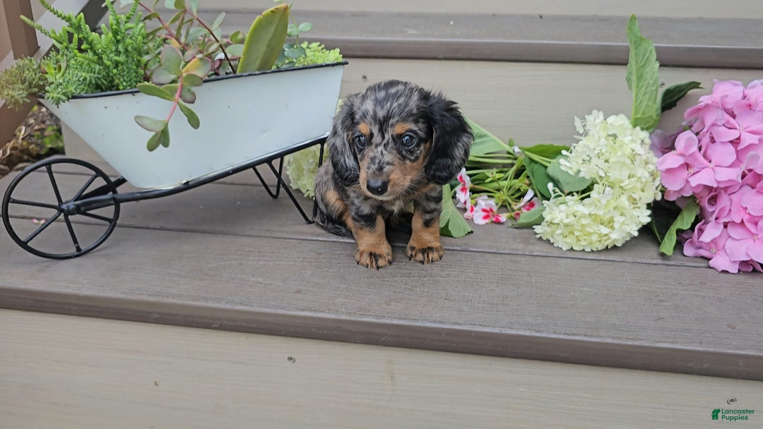 Miniature Dachshund dogs for sale: Flint - Image 2