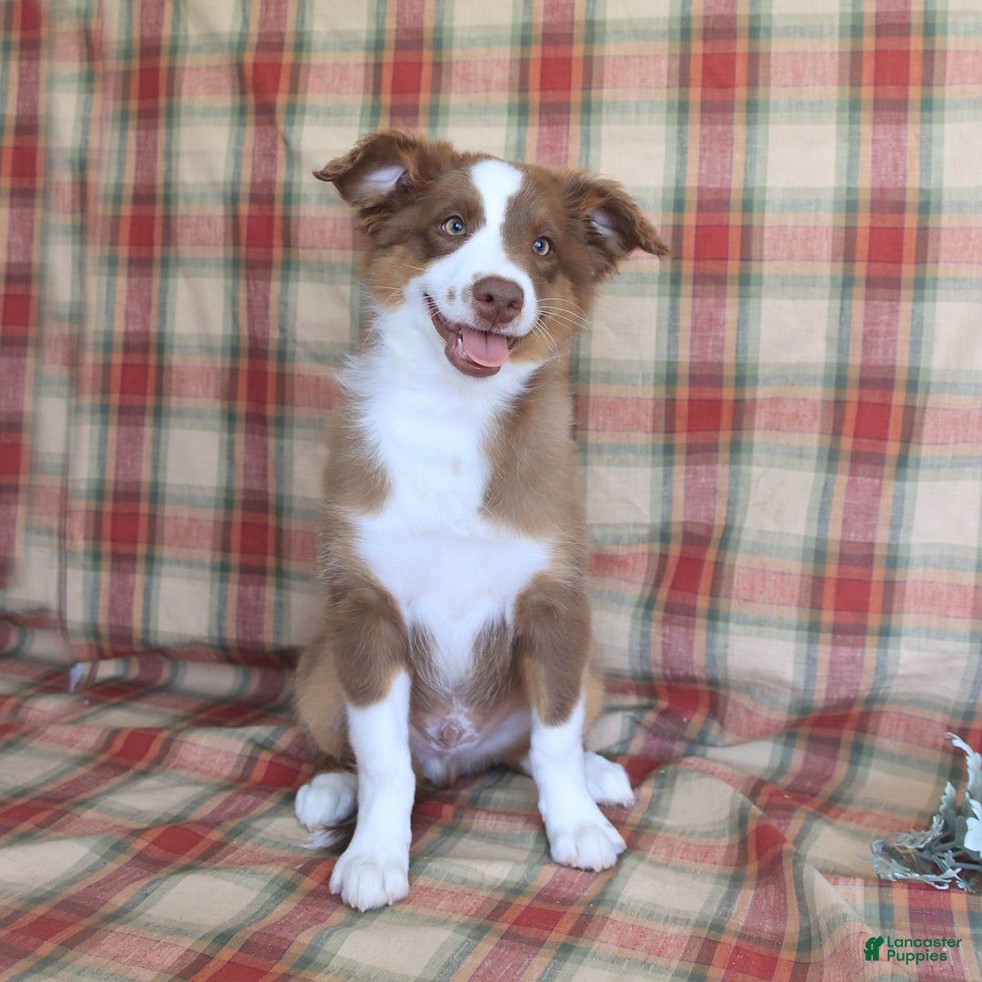 Miniature Australian Shepherd dogs for sale: Bozo - Image 5