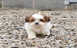 Shihpoo dogs for sale: Buster - Image 25