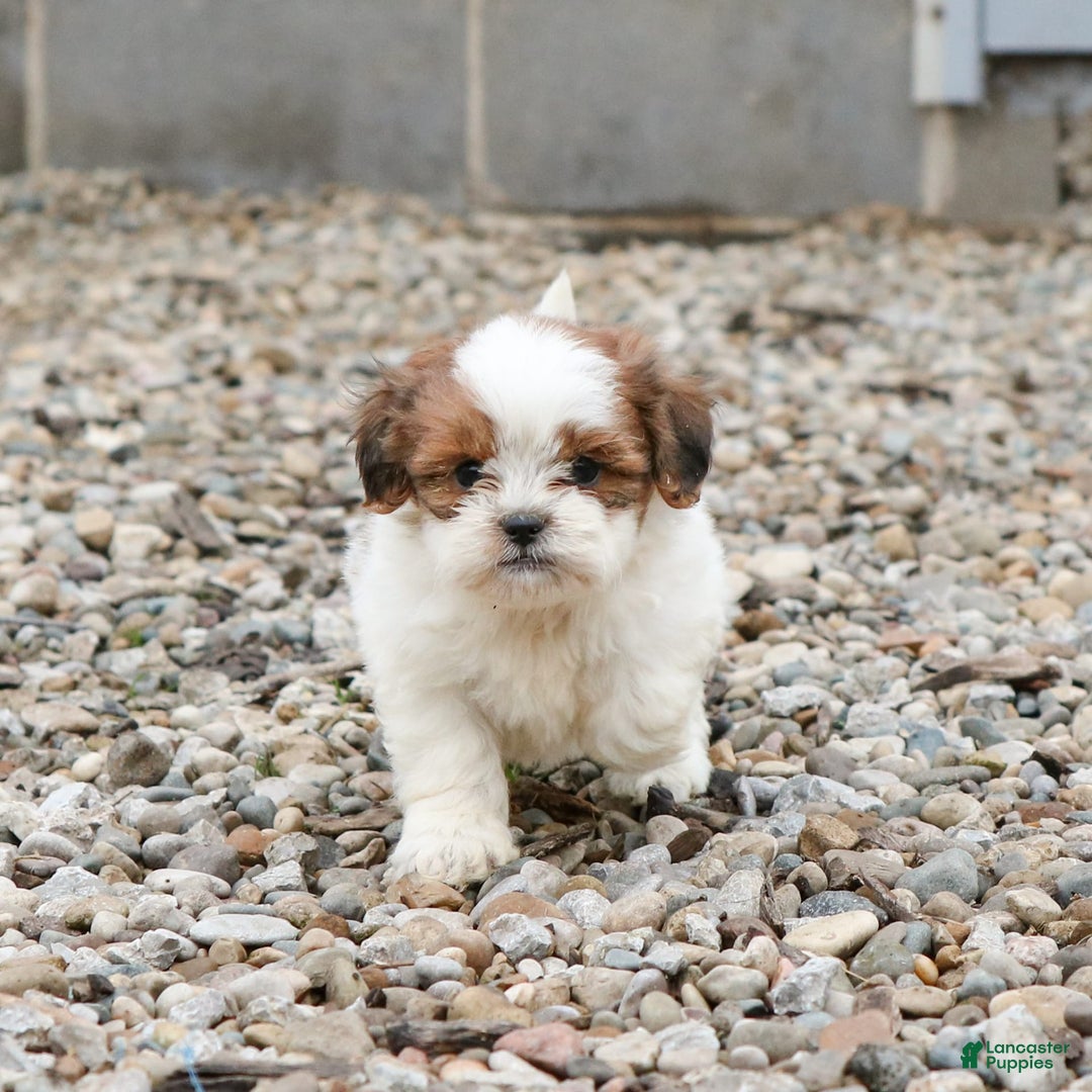 Shihpoo dogs for sale: Buster - Image 25