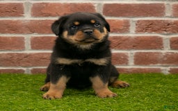 Rottweiler dogs for sale: Lightining - Listing for pets: Hunter, Lightining, Elliot, Diesel - Image 5