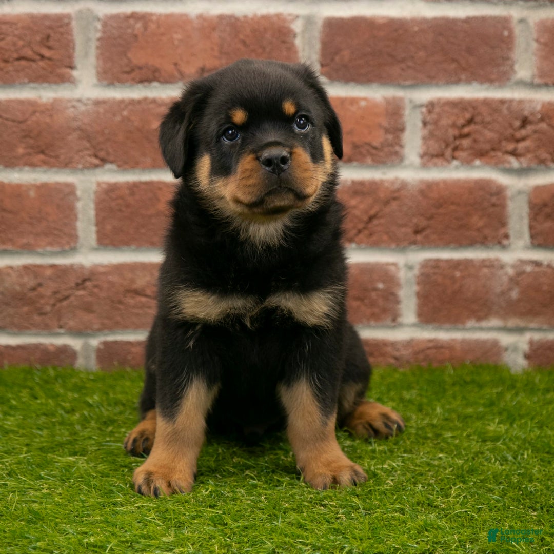 Rottweiler dogs for sale: Lightining - Listing for pets: Hunter, Lightining, Elliot, Diesel - Image 5