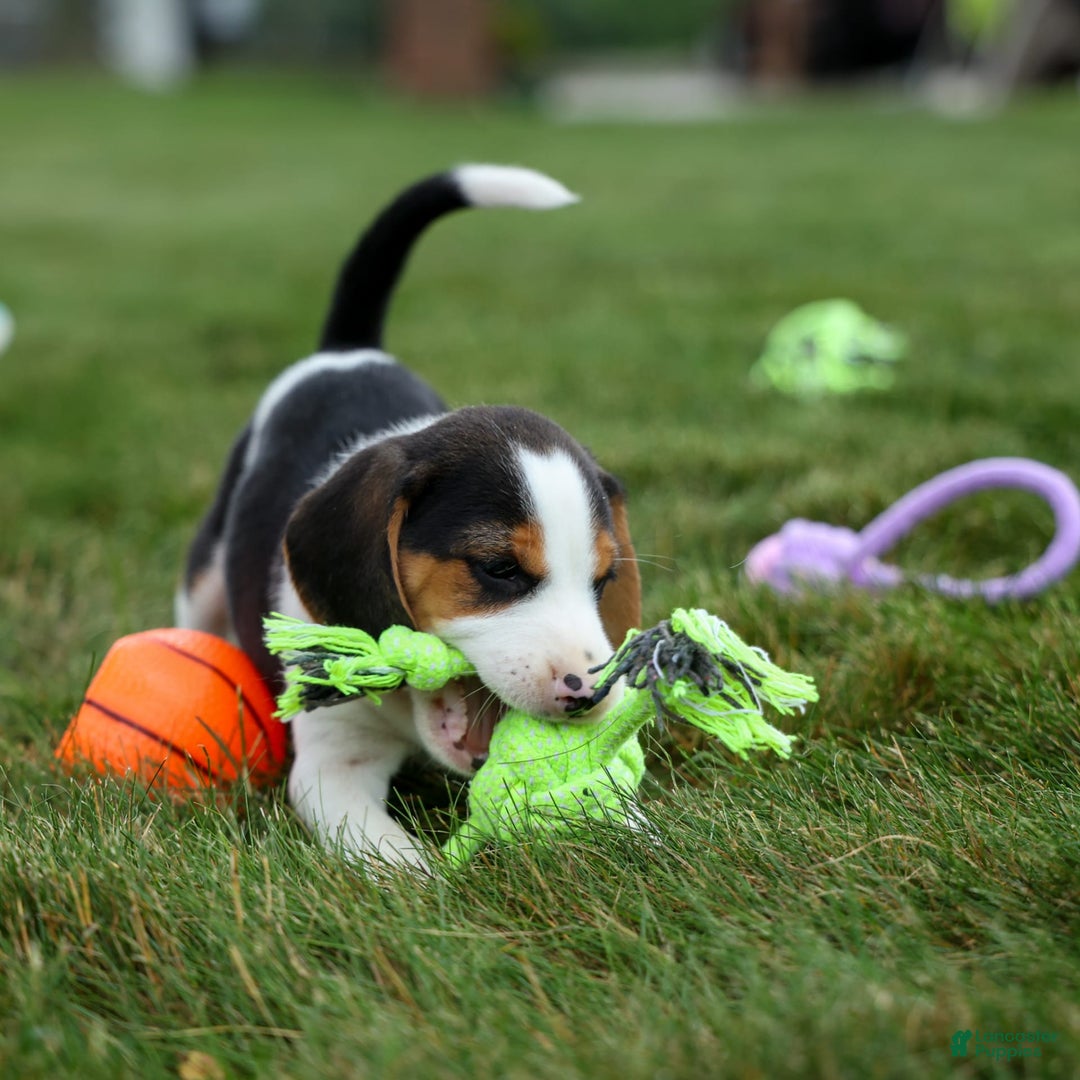 Beagle dogs for sale: Kobe - Image 11