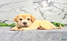 Mini Hippo dogs for sale: Bella - Image 2