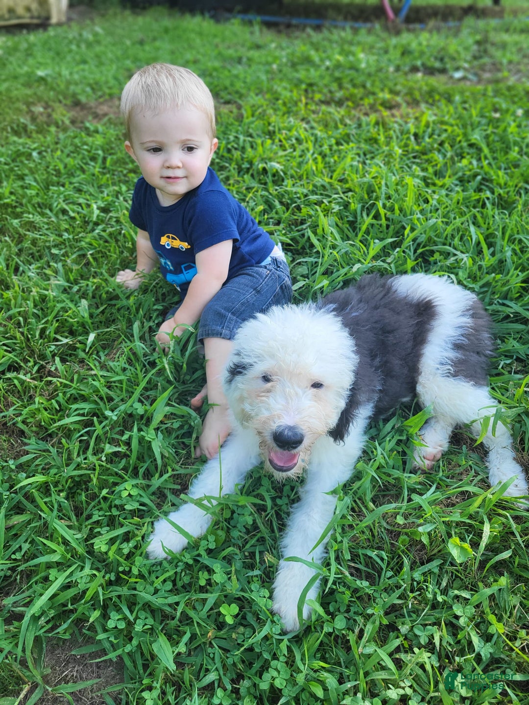 Old English Sheepdog dogs for sale: Indigo - Image 8