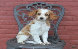 Cockapoo dogs for sale: Kermit - Image 5
