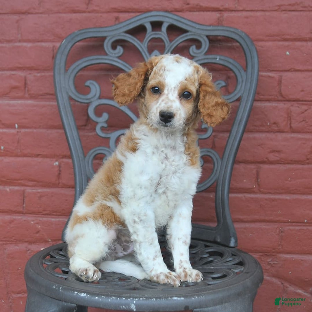 Cockapoo dogs for sale: Kermit - Image 5