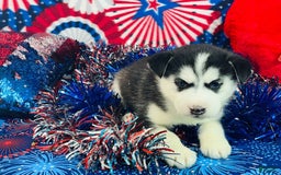 Siberian Husky dogs for sale: Nala - Image 3