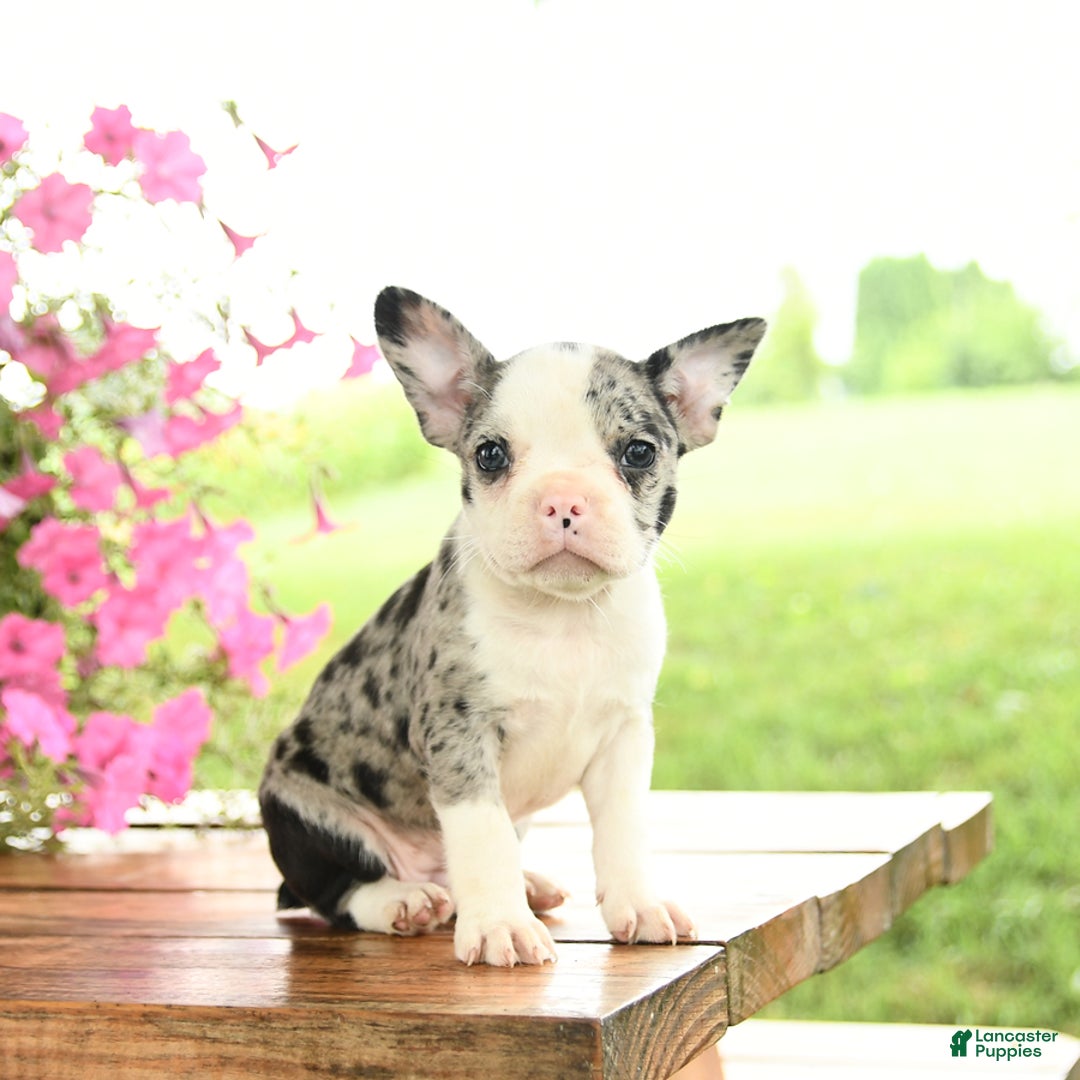Frenchton dogs for sale: Gracie - Image 2
